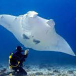 Manta Ray