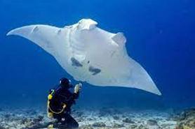 Manta Ray