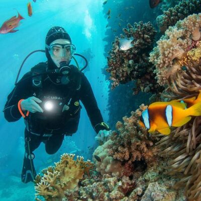 diver under water fish reef