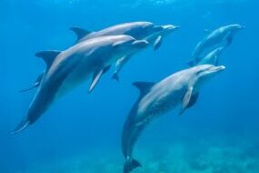 blue water delfins under the ocean