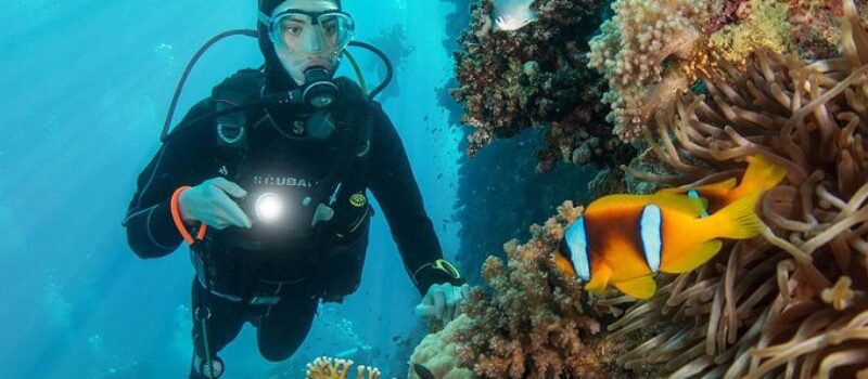 diver under water fish reef