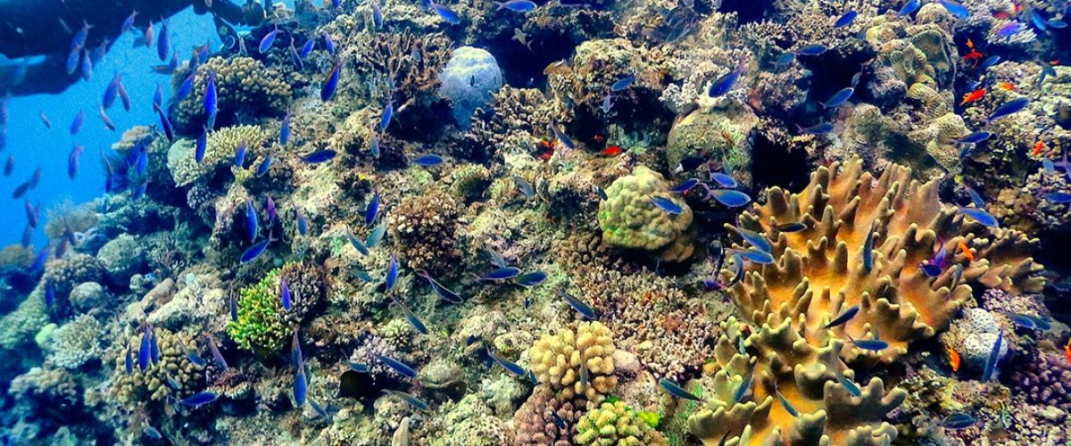 Diving-Steve’s-Bommie-in-the-Great-Barrier-Reef-Australia-2