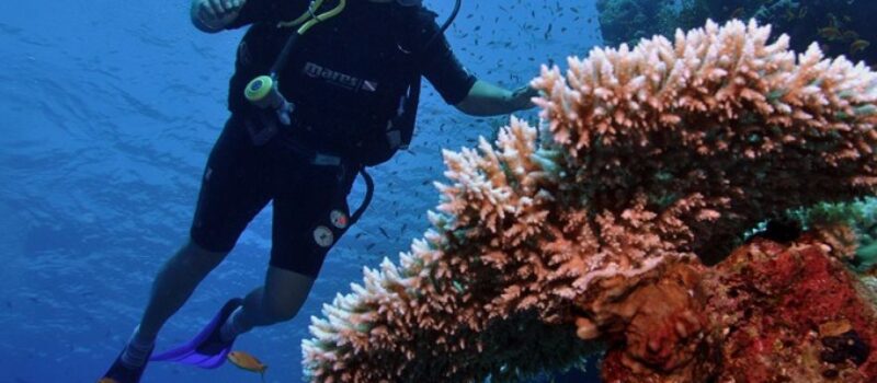 corals diver fish underwater