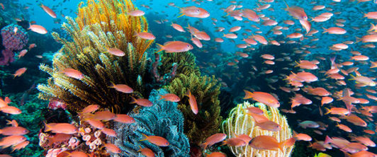 Reef-scenic-wakatobi-ws