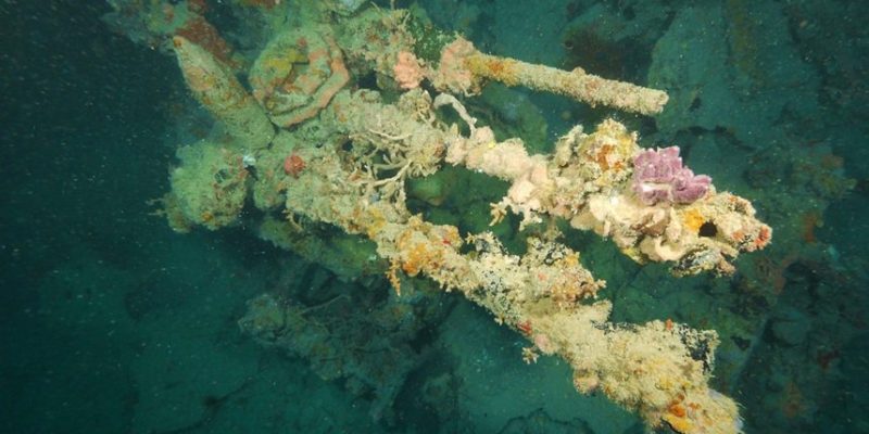 liveaboard-philippines-discovery-adventure-marine-life