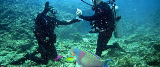 padi-scuba-diving-pix